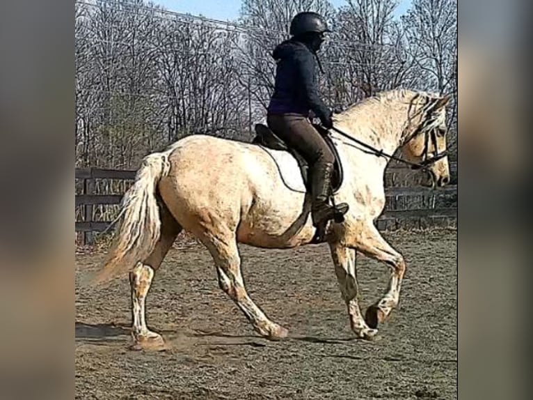 Koń pociągowy Wałach 6 lat 160 cm Izabelowata in Jeffersonton