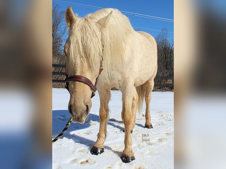 Koń pociągowy Wałach 6 lat 160 cm Izabelowata in Jeffersonton