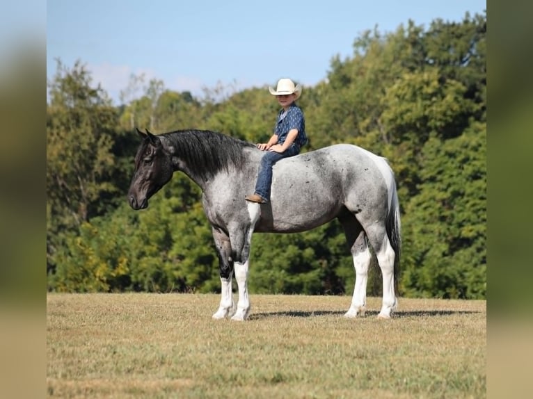 Koń pociągowy Wałach 6 lat 160 cm Karodereszowata in Mount Vernon