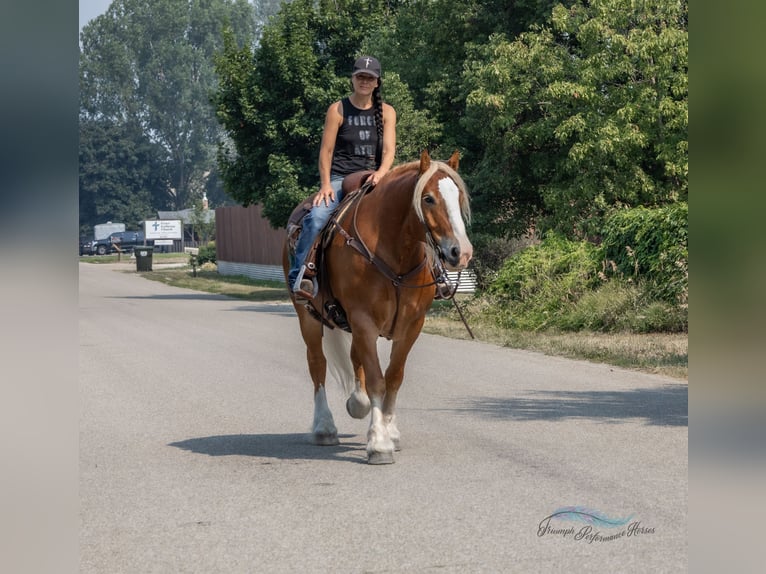 Koń pociągowy Mix Wałach 6 lat 163 cm Ciemnokasztanowata in Hamilton