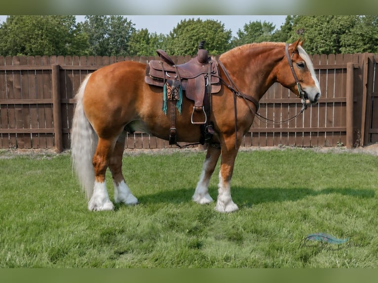 Koń pociągowy Mix Wałach 6 lat 163 cm Ciemnokasztanowata in Hamilton