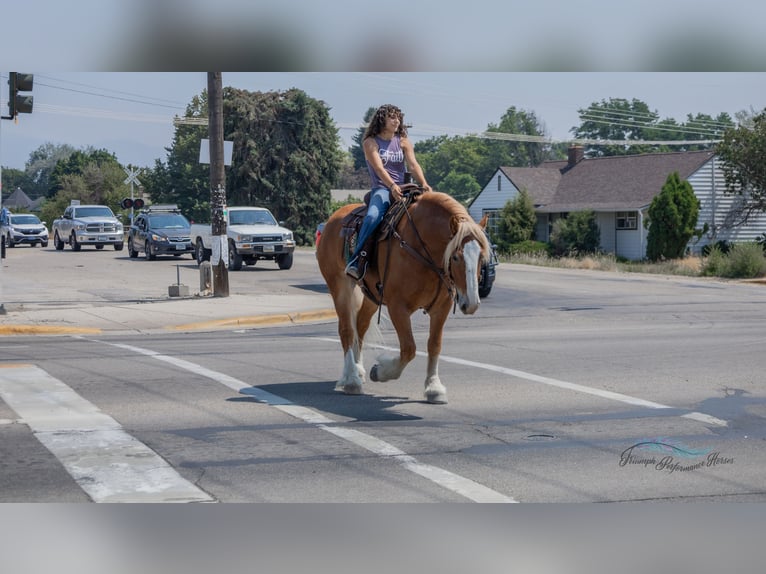 Koń pociągowy Mix Wałach 6 lat 163 cm Ciemnokasztanowata in Hamilton