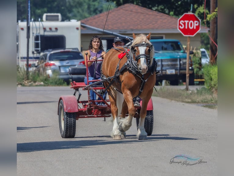 Koń pociągowy Mix Wałach 6 lat 163 cm Ciemnokasztanowata in Hamilton