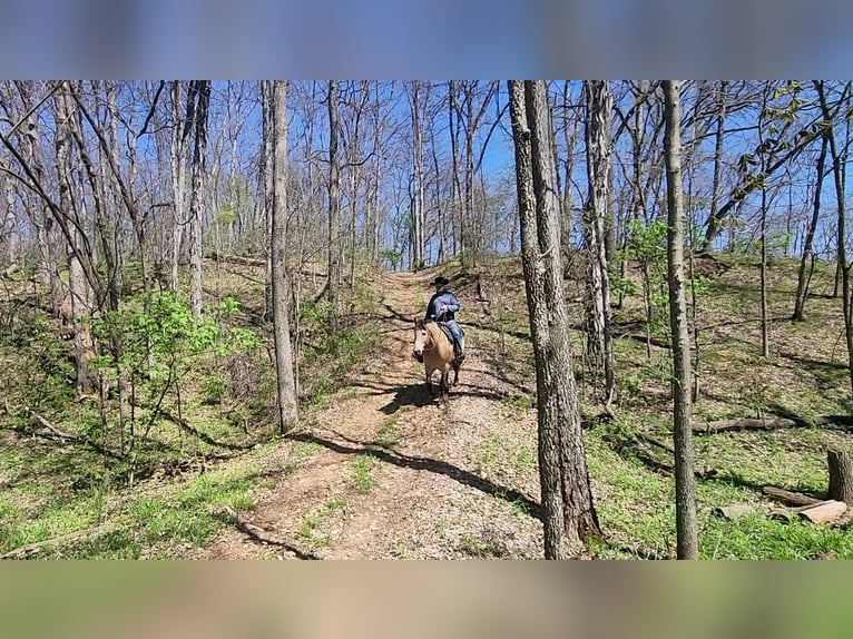 Koń pociągowy Mix Wałach 6 lat 163 cm Jelenia in Hannibal, MO