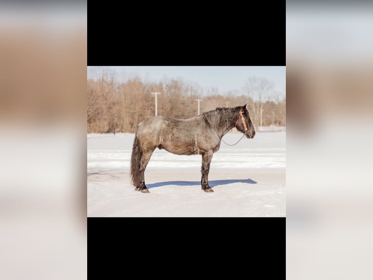 Koń pociągowy Mix Wałach 6 lat 163 cm Karodereszowata in Andover