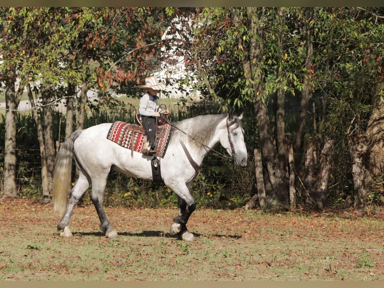 Koń pociągowy Mix Wałach 6 lat 163 cm Siwa in Sugarcreek