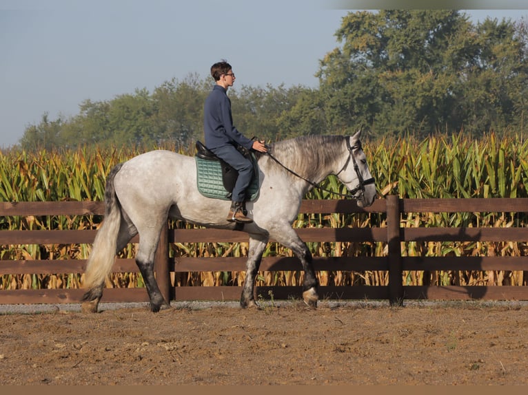 Koń pociągowy Mix Wałach 6 lat 163 cm Siwa in Sugarcreek