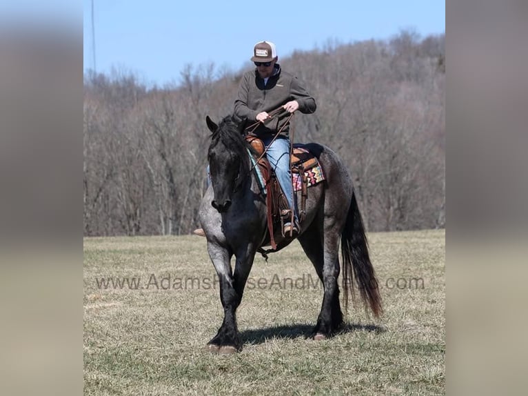 Koń pociągowy Wałach 6 lat 165 cm Karodereszowata in Mount Vernon