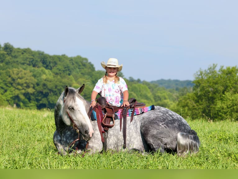 Koń pociągowy Mix Wałach 6 lat 165 cm Siwa jabłkowita in Crab Orchard, KY