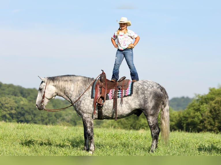 Koń pociągowy Mix Wałach 6 lat 165 cm Siwa jabłkowita in Crab Orchard, KY