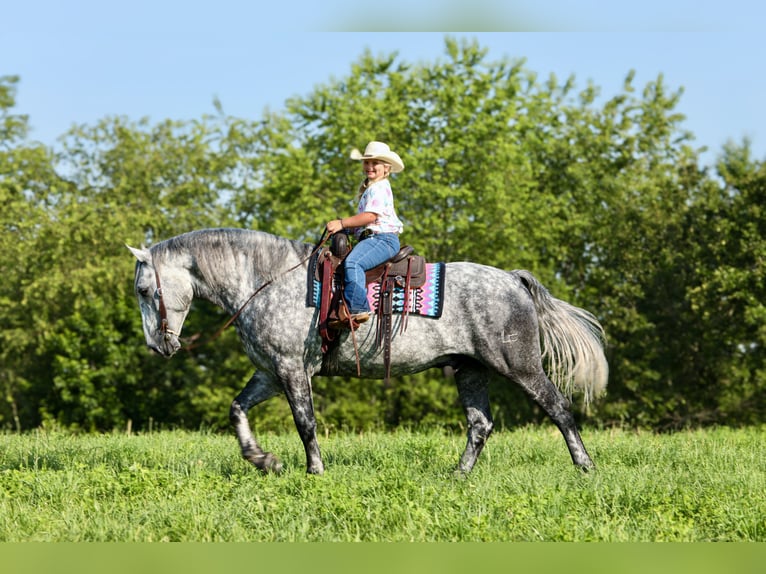Koń pociągowy Mix Wałach 6 lat 165 cm Siwa jabłkowita in Crab Orchard, KY