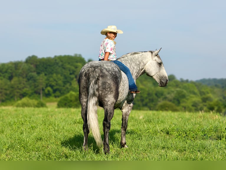 Koń pociągowy Mix Wałach 6 lat 165 cm Siwa jabłkowita in Crab Orchard, KY
