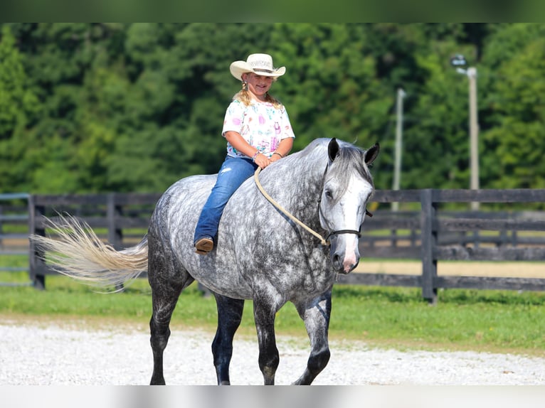 Koń pociągowy Mix Wałach 6 lat 165 cm Siwa jabłkowita in Crab Orchard, KY