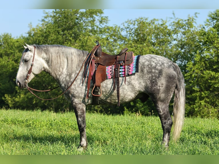 Koń pociągowy Mix Wałach 6 lat 165 cm Siwa jabłkowita in Crab Orchard, KY