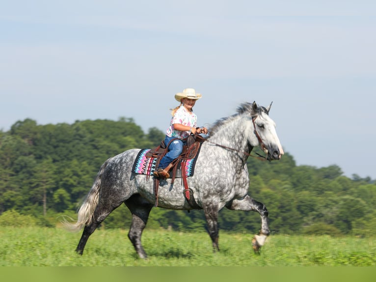 Koń pociągowy Mix Wałach 6 lat 165 cm Siwa jabłkowita in Crab Orchard, KY