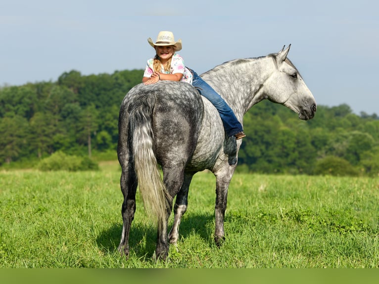Koń pociągowy Mix Wałach 6 lat 165 cm Siwa jabłkowita in Crab Orchard, KY