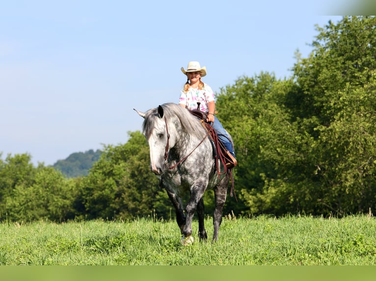 Koń pociągowy Mix Wałach 6 lat 165 cm Siwa jabłkowita in Crab Orchard, KY