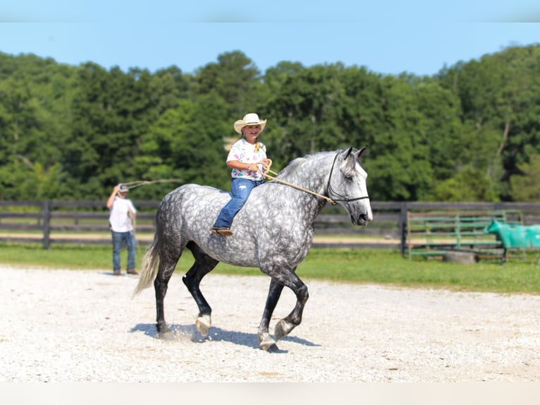 Koń pociągowy Mix Wałach 6 lat 165 cm Siwa jabłkowita in Crab Orchard, KY