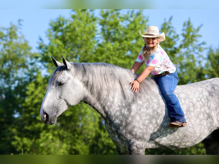 Koń pociągowy Mix Wałach 6 lat 165 cm Siwa jabłkowita in Crab Orchard, KY