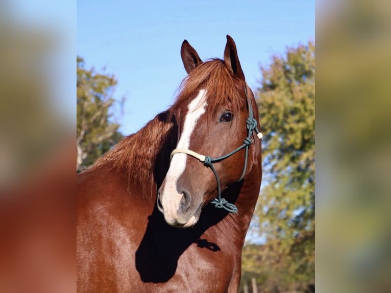 Koń pociągowy Mix Wałach 6 lat 168 cm Ciemnokasztanowata in Howell