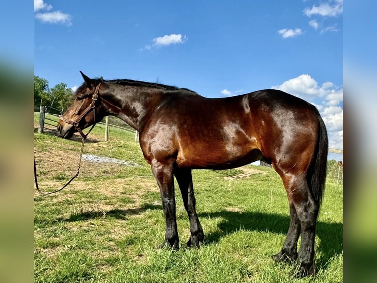 Koń pociągowy Wałach 6 lat 168 cm Gniada in Atglen