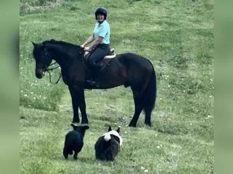 Koń pociągowy Wałach 6 lat 168 cm Gniada in Atglen