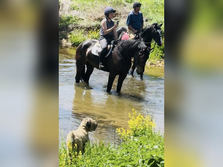 Koń pociągowy Wałach 6 lat 168 cm Gniada in Atglen