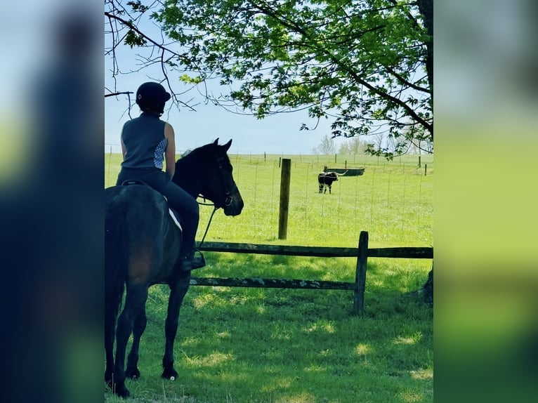 Koń pociągowy Wałach 6 lat 168 cm Gniada in Atglen