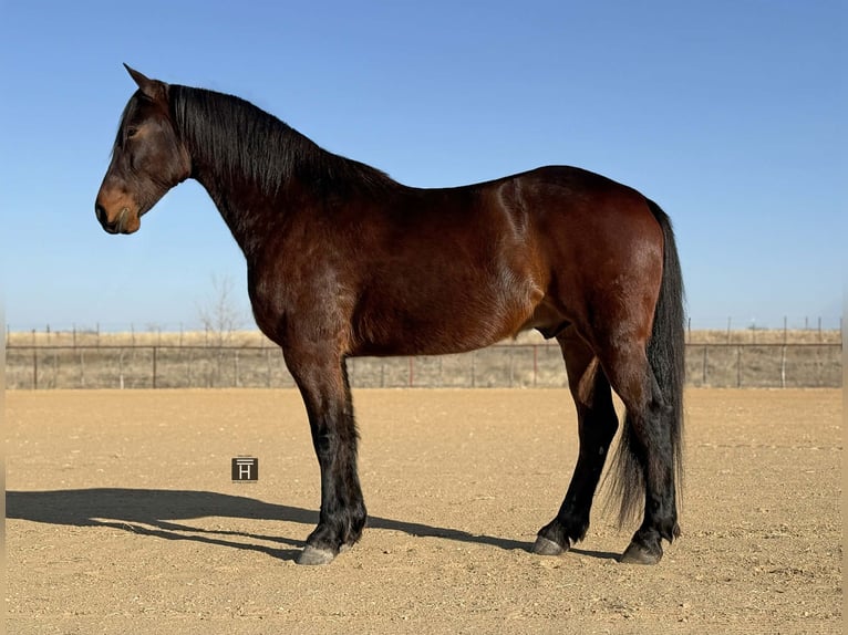 Koń pociągowy Wałach 6 lat 168 cm Gniada in Jacksboro TX