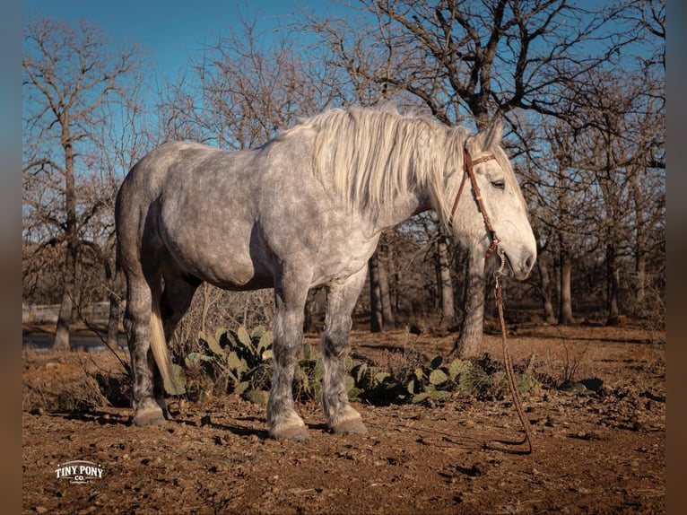 Koń pociągowy Wałach 6 lat 168 cm Siwa jabłkowita in Jacksboro