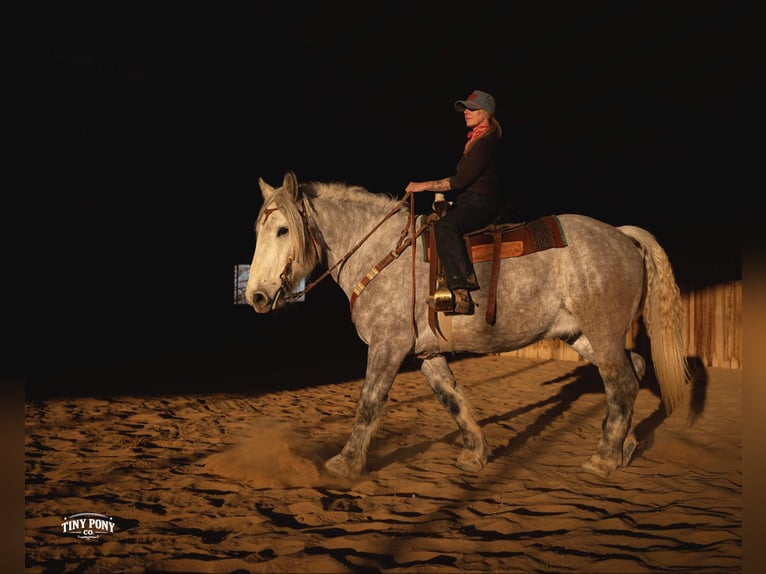 Koń pociągowy Wałach 6 lat 168 cm Siwa jabłkowita in Jacksboro
