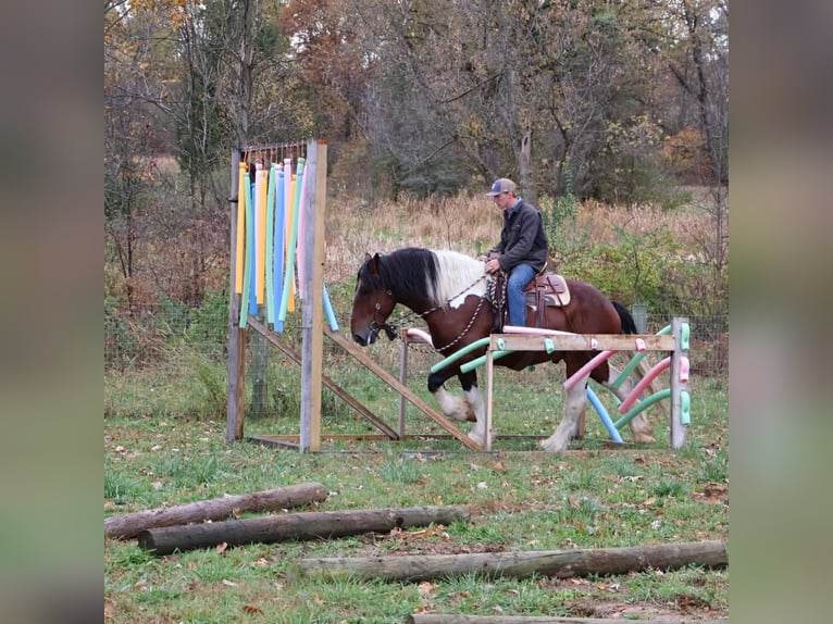 Koń pociągowy Mix Wałach 6 lat 173 cm Srokata in Howell