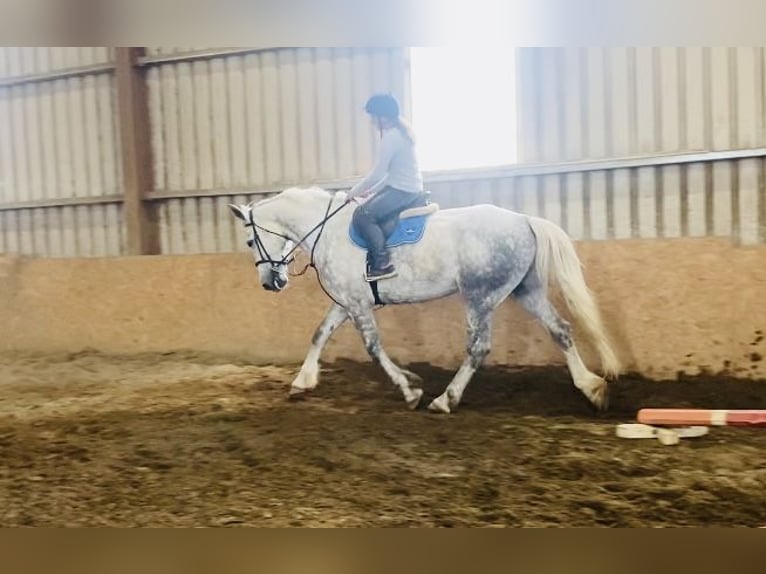 Koń pociągowy Wałach 6 lat 175 cm Siwa in Sligo