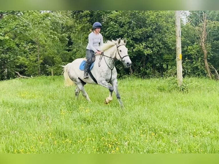 Koń pociągowy Wałach 6 lat 175 cm Siwa in Sligo