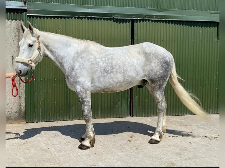 Koń pociągowy Wałach 6 lat 175 cm Siwa in Sligo