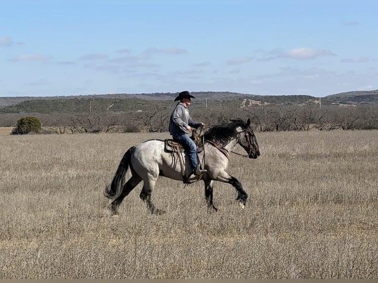 Koń pociągowy Wałach 6 lat 183 cm Karodereszowata in Weatherford