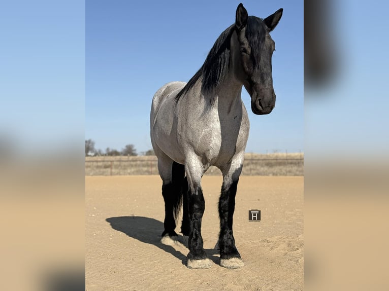 Koń pociągowy Wałach 6 lat 183 cm Karodereszowata in Weatherford