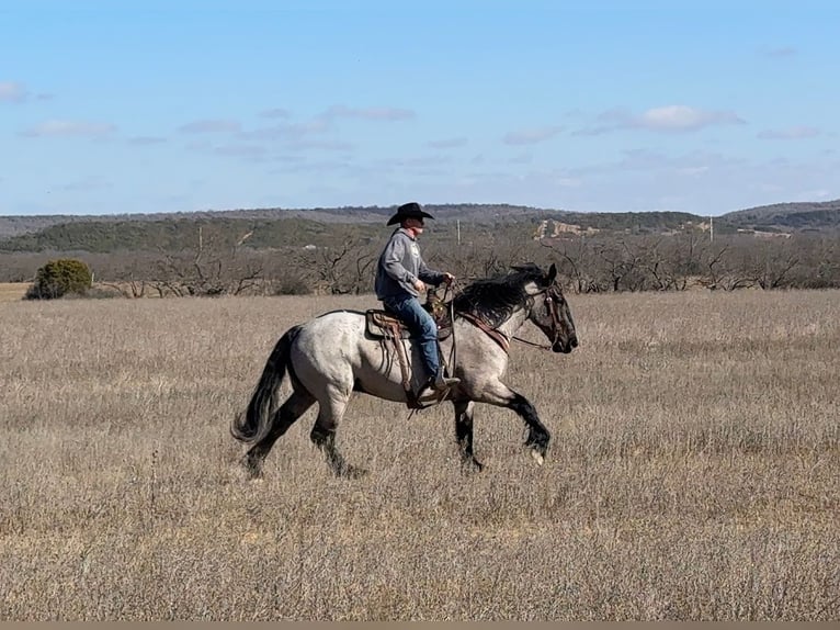 Koń pociągowy Mix Wałach 6 lat 183 cm Karodereszowata in Weatherford