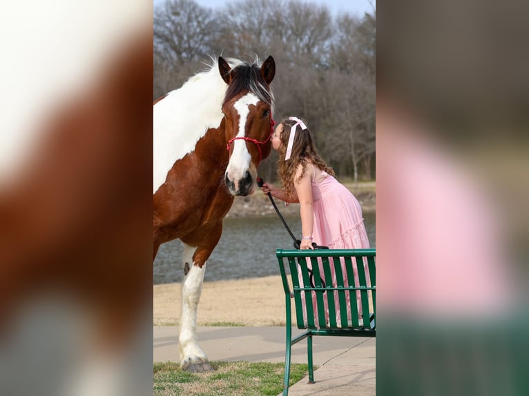 Koń pociągowy Mix Wałach 6 lat 183 cm Srokata in Forney