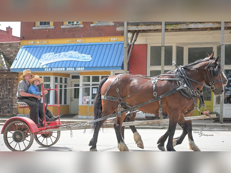 Koń pociągowy Mix Wałach 6 lat Gniada in Greenfield