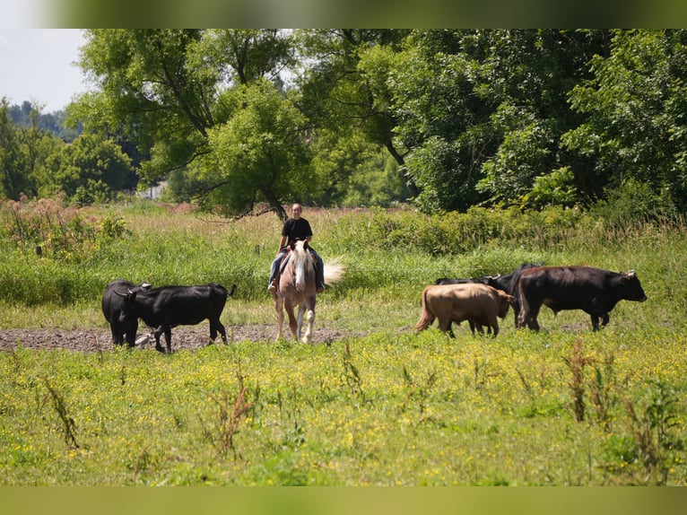 Koń pociągowy Mix Wałach 6 lat Kasztanowatodereszowata in Fresno