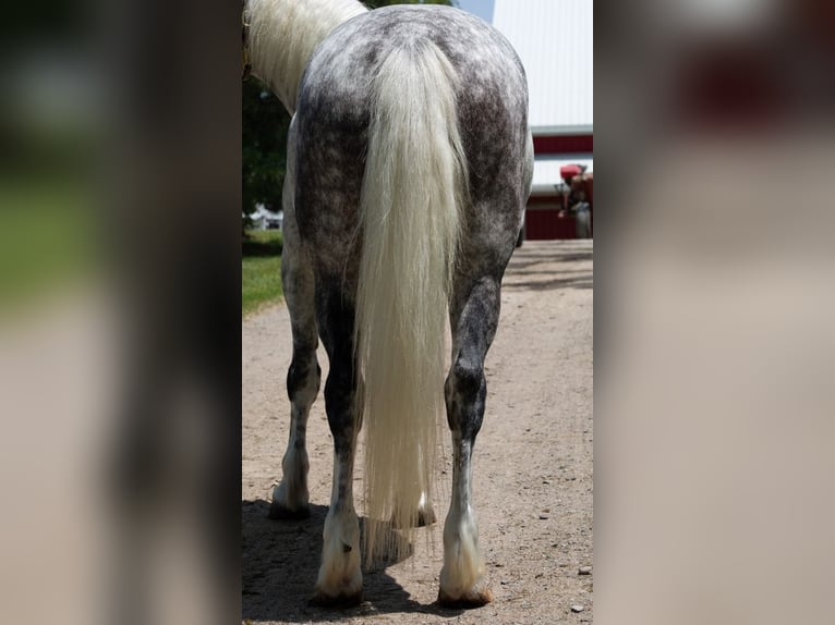 Koń pociągowy Mix Wałach 7 lat 142 cm Siwa in Shipshewana