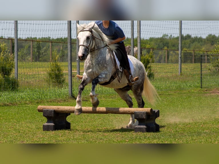 Koń pociągowy Mix Wałach 7 lat 142 cm Siwa in Shipshewana