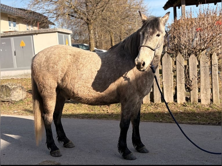 Koń pociągowy Wałach 7 lat 150 cm  in Waldkirchen
