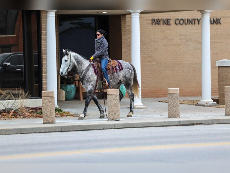 Koń pociągowy Mix Wałach 7 lat 152 cm Siwa in Ripley