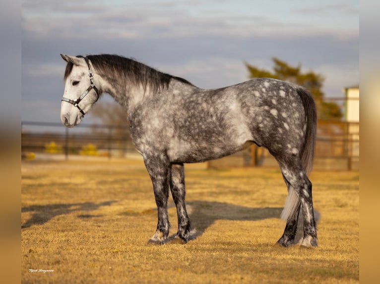 Koń pociągowy Mix Wałach 7 lat 152 cm Siwa in Ripley