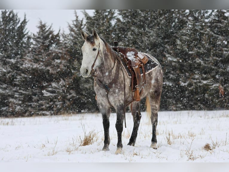 Koń pociągowy Mix Wałach 7 lat 152 cm Siwa in Ripley