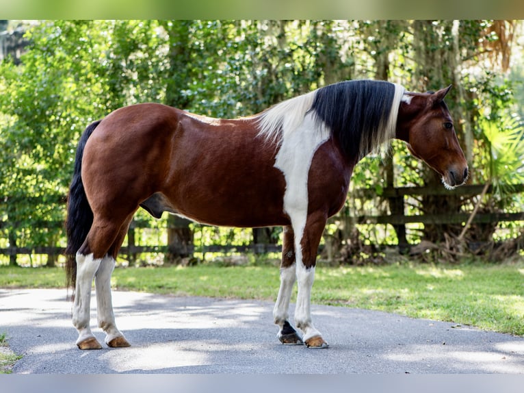 Koń pociągowy Wałach 7 lat 152 cm Srokata in Ocala