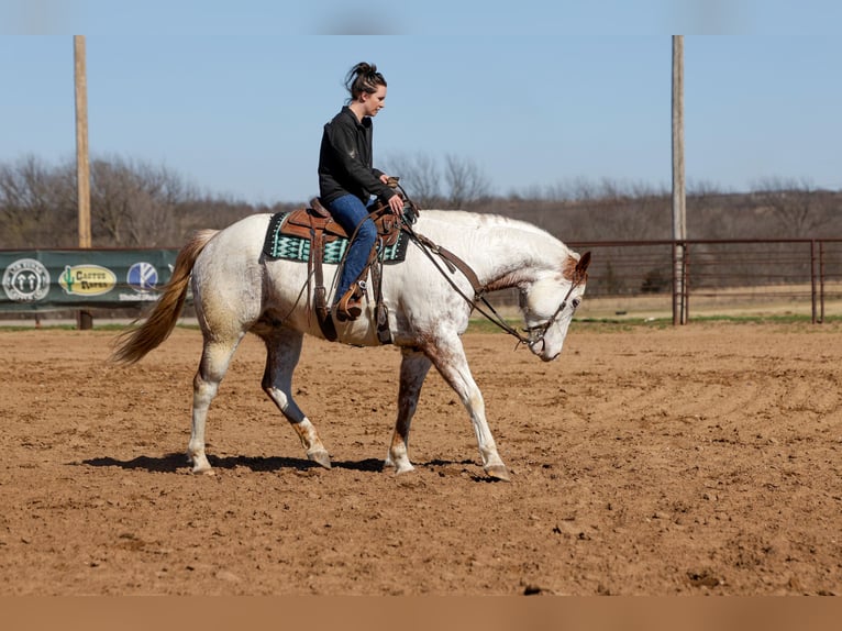 Koń pociągowy Mix Wałach 7 lat 160 cm Cisawa in Ripley