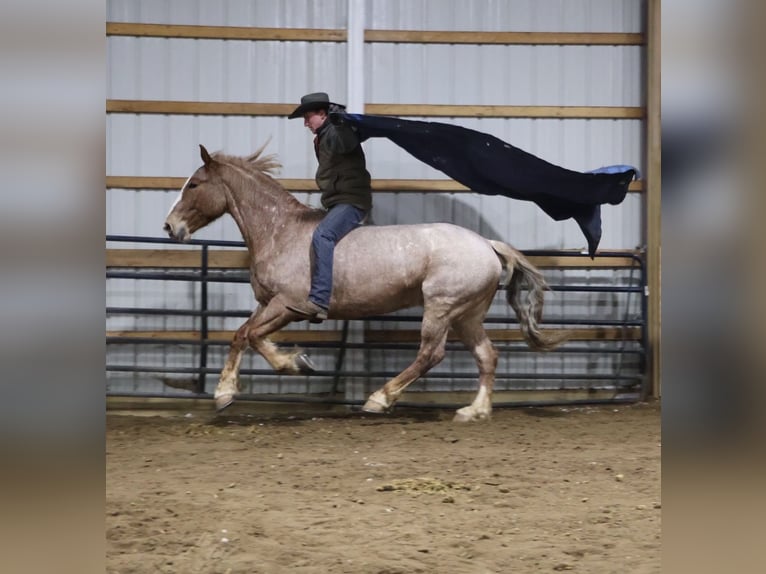 Koń pociągowy Mix Wałach 7 lat 160 cm Kasztanowatodereszowata in Howell